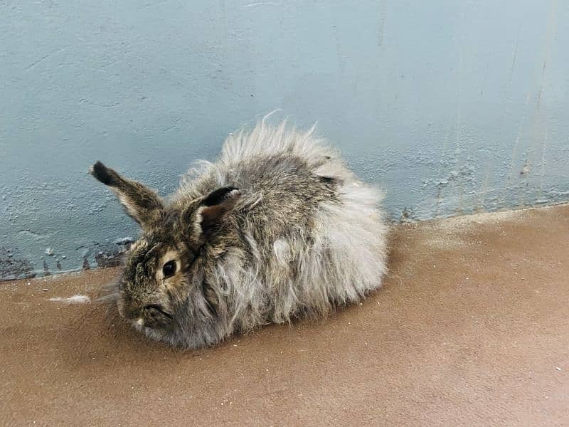 angora female 1