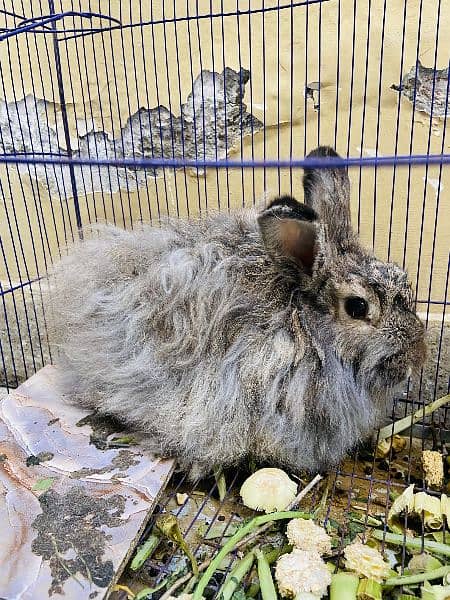 angora female 2