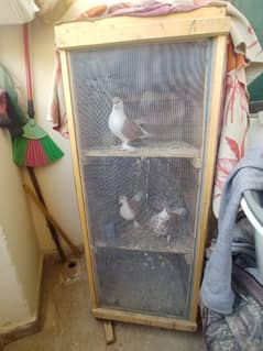 pigeon pair with cage 3 portion