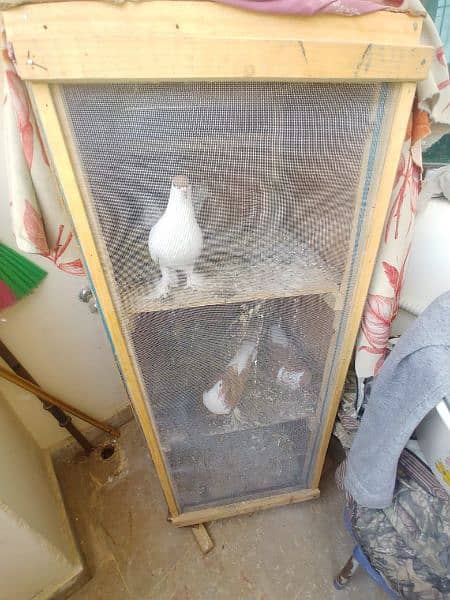 pigeon pair with cage 3 portion 2