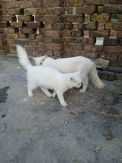 02 female and 1 male cat