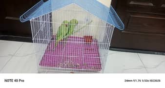 Green Parrot for Sale || Urgent Sale