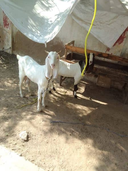 Bakri for sale 1