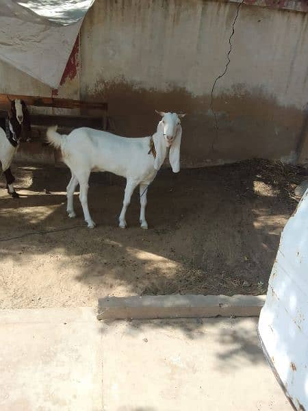 Bakri for sale 2