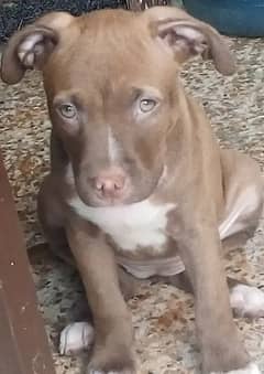 pitbull puppies for sale