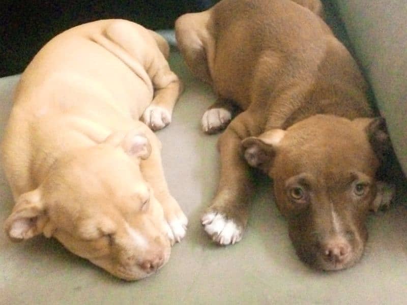 I want  to sale my fmly dogs pitbull puppies 1