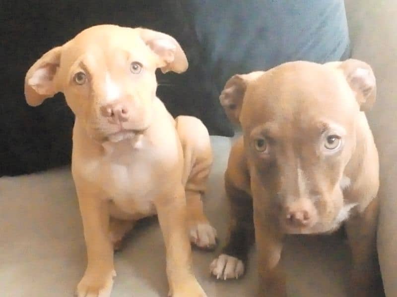 I want  to sale my fmly dogs pitbull puppies 2