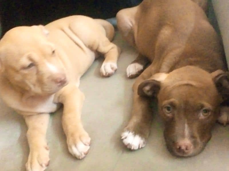 I want  to sale my fmly dogs pitbull puppies 3