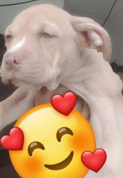 I want  to sale my fmly dogs pitbull puppies 5