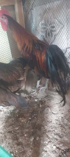 Red Phoenix set eggs laying, white heera white Shamo for sale