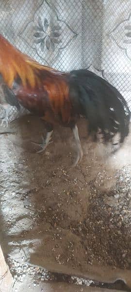 Red Phoenix set eggs laying, white heera white Shamo for sale 1