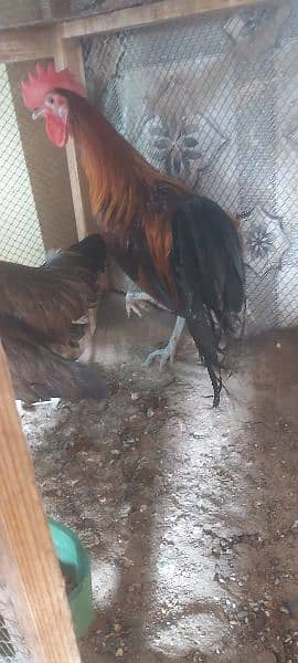 Red Phoenix set eggs laying, white heera white Shamo for sale 2