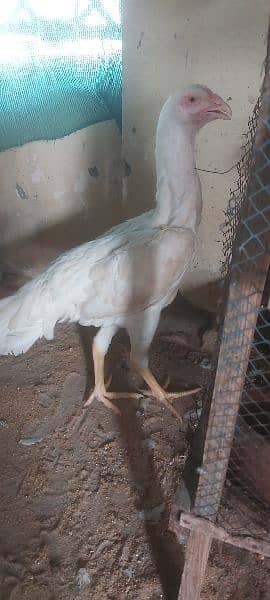 Red Phoenix set eggs laying, white heera white Shamo for sale 3