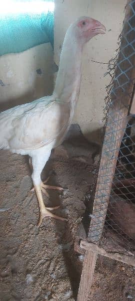 Red Phoenix set eggs laying, white heera white Shamo for sale 4