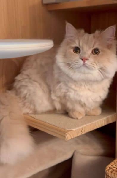 Persian cats triple coated 3