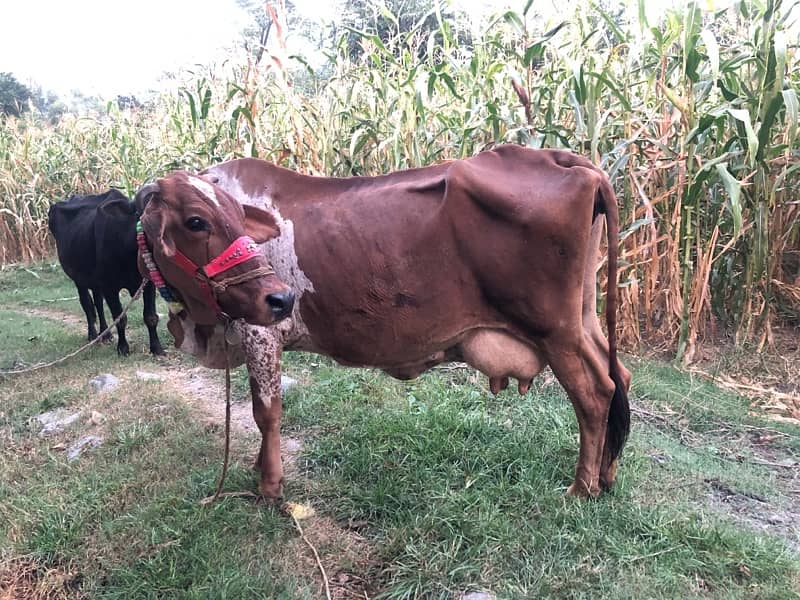 Cow for sale 1