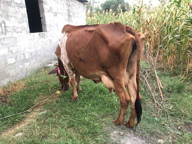 Cow for sale 4