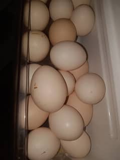 Desi Hen Eggs