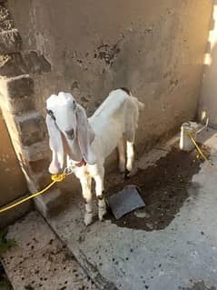 Goat / Bakri / بکری / Healthy Goats / Desi goat