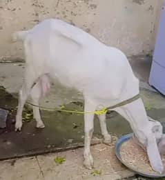 Goat / Bakri / بکری / Healthy Goats / Desi goat / gaban goat