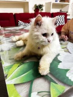 Male cat soft coat white colour