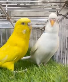 Australian parrot breeder pair