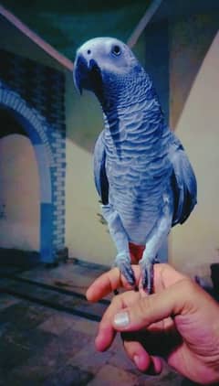 African Grey Hand Tame