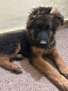 german shepherd male