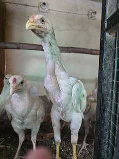 Quality Heera And Shamo Aseel chicks for sale 0