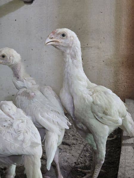 Quality Heera And Shamo Aseel chicks for sale 1