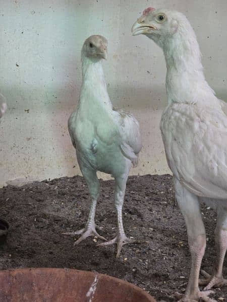 Quality Heera And Shamo Aseel chicks for sale 2