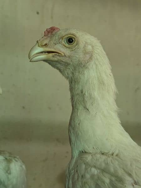 Quality Heera And Shamo Aseel chicks for sale 3