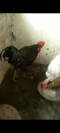 Hens for sale