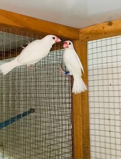 Java pair & females,kikkar cages boxes& banglese pair