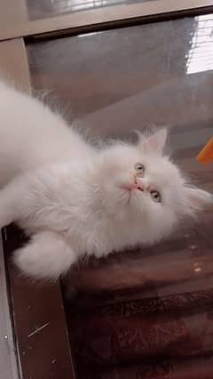 Triple Coat Big Face Persian Kitten For Urgent Sell