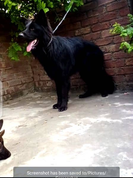 German shepherd Male long cod for stud 1