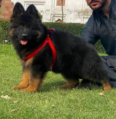 German Shepherd Long Coat Dog For Sale