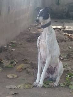 khata gulter dog for sale