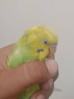 Friendly bird. Australian parrot pair in natural green color