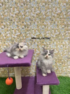 high quality kitten|Punch face Kittens|persian cat|cute|tripple|fluffy