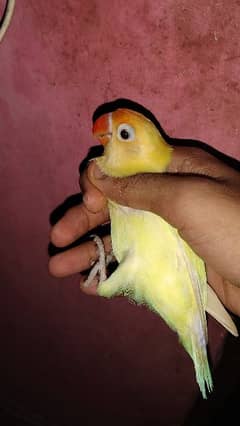 Decino breeder male, parrot 1 piece, love bird, parrot