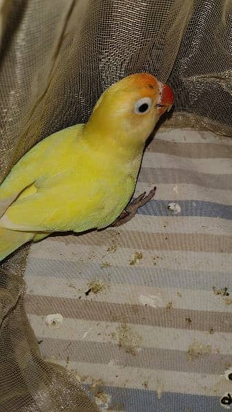 Decino breeder male, parrot 1 piece, love bird, parrot 1