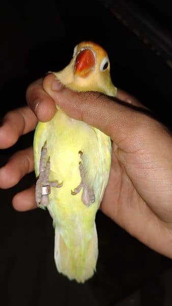 Decino breeder male, parrot 1 piece, love bird, parrot 2