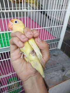 Decino Lovebird Parrot Healthy Active For Sale