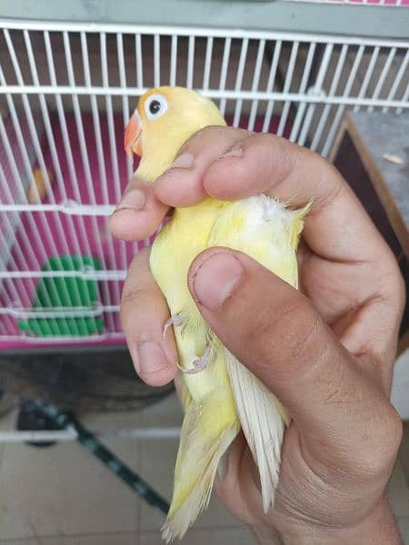 Decino Lovebird Parrot Healthy Active For Sale 1