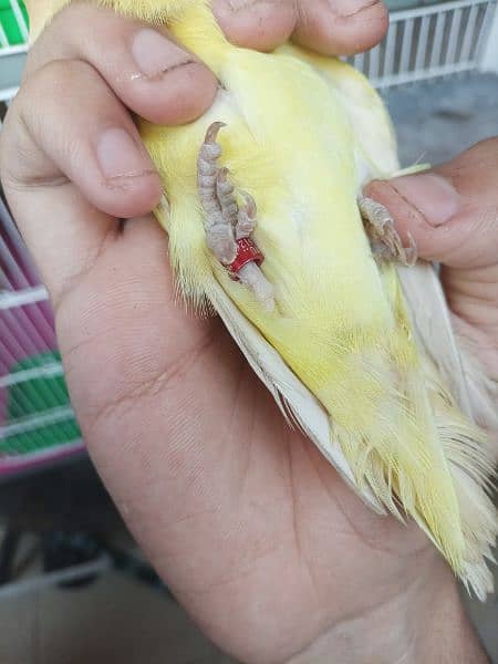 Decino Lovebird Parrot Healthy Active For Sale 2