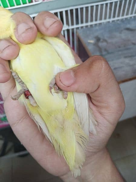 Decino Lovebird Parrot Healthy Active For Sale 3