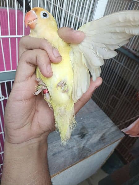 Decino Lovebird Parrot Healthy Active For Sale 4