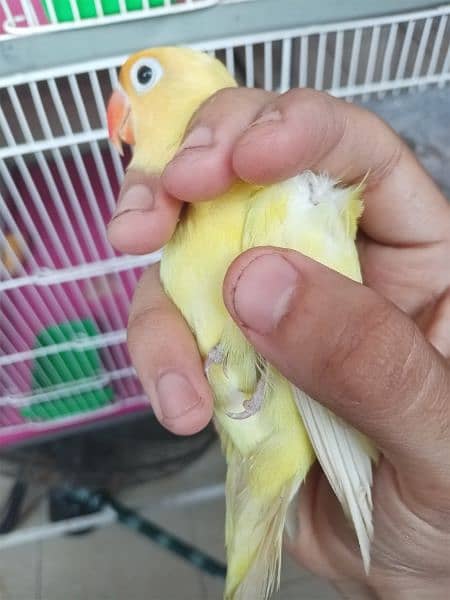 Decino Lovebird Parrot Healthy Active For Sale 5