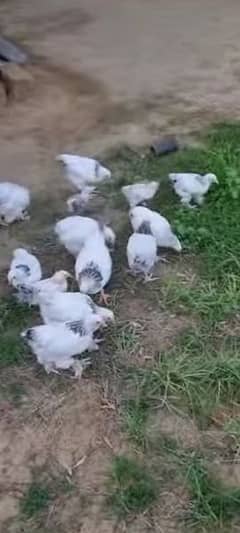 Light Columbian Brahma Hen Chicks